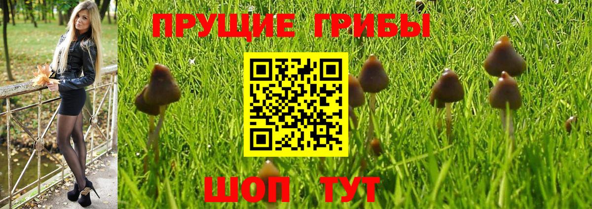 Галлюциногенные грибы Psilocybe  Вход с VPN  Златоуст 